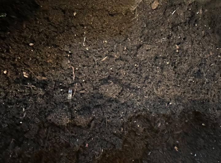My first worm bin