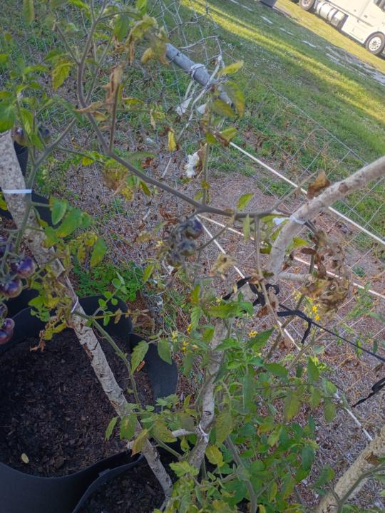 Tomato 🍅 plant 