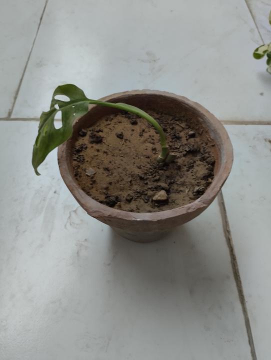 My Monstera is Starting to Wilt! 