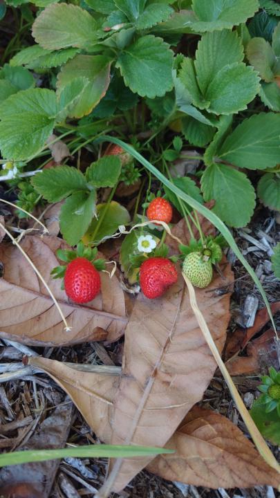 December strawberries 🍓