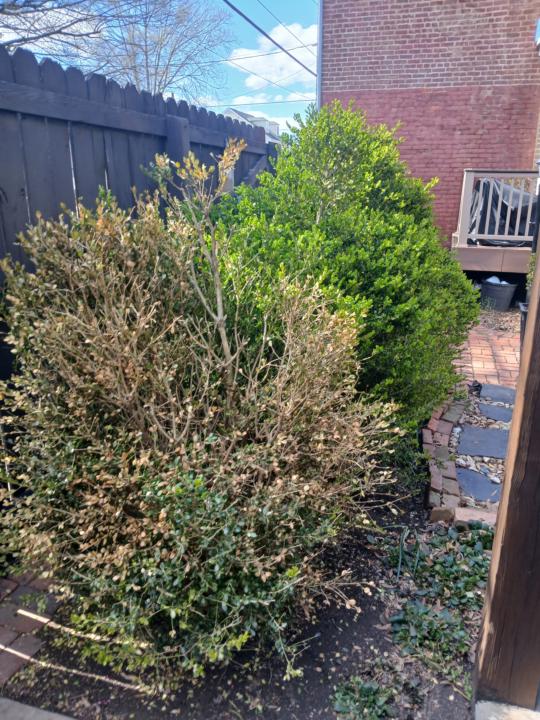 Leaf Miner.  Shrub hospital 