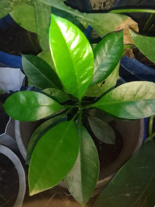 Growing Calamansi Plant