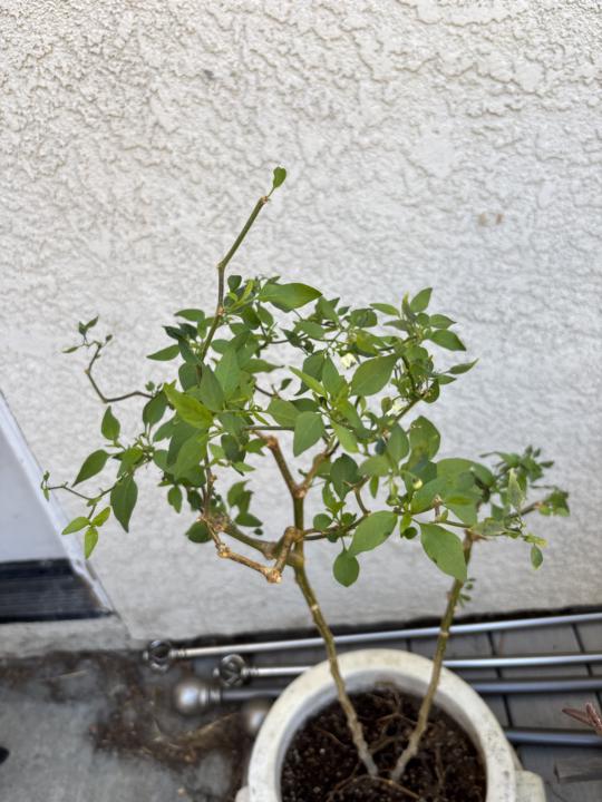 My little success with a yellow tomato and a chili plant. 