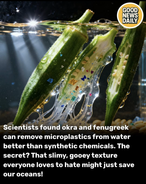 Fun okra fact