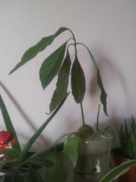 Avocado tree in water