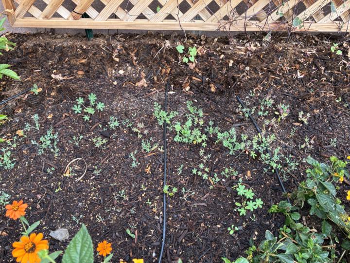 Spring wildflowers before and after