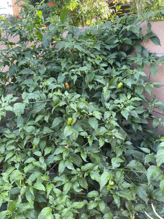 One of my super hots. 