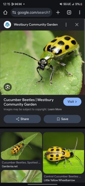 Help! Cucumber Spotted Beetles have been spotted!!!