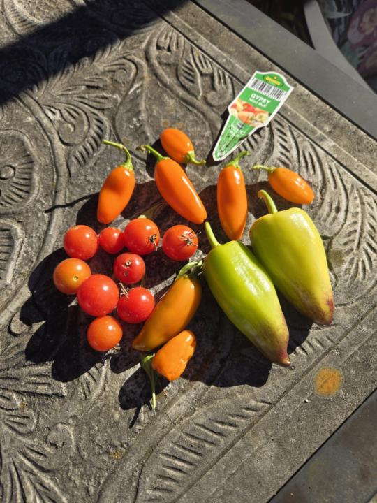 Last of my veggies 