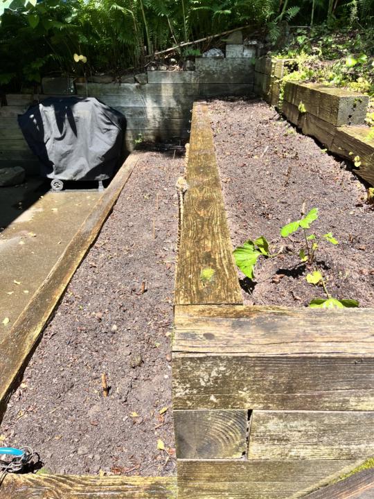 Growing my first pumpkins