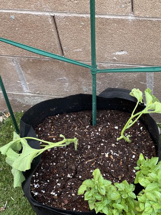 Armenian Cucumbers