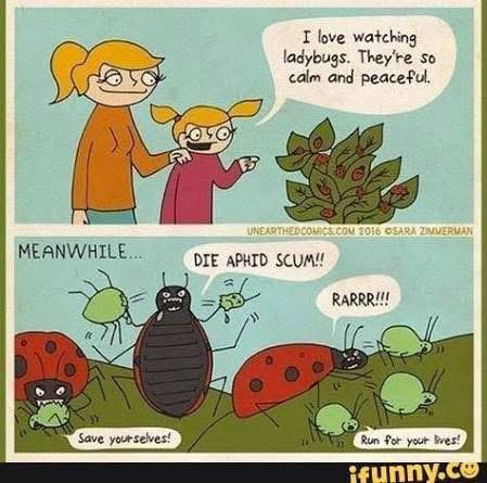 Sunday funnies