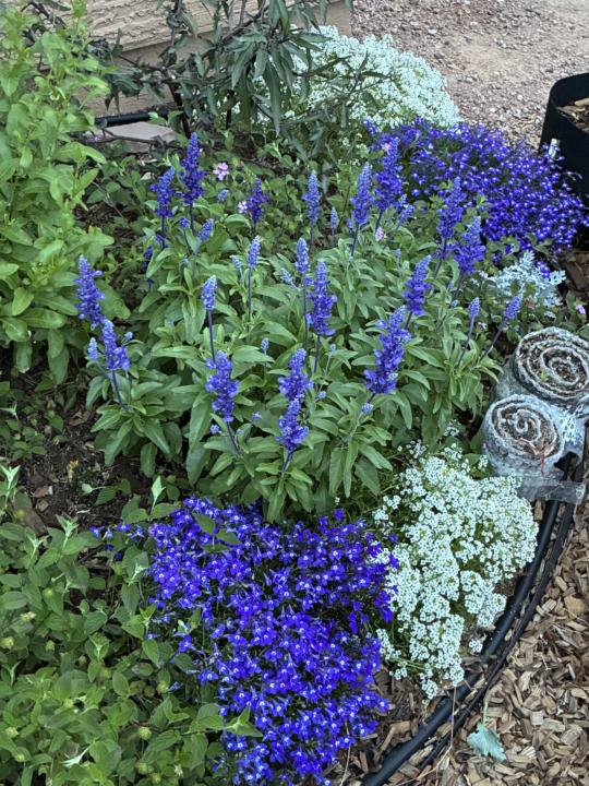 Blue me away