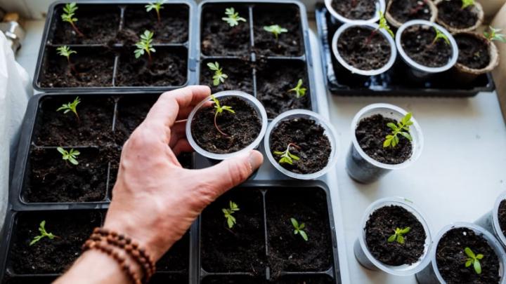 Do you buy seeds or grow them? 