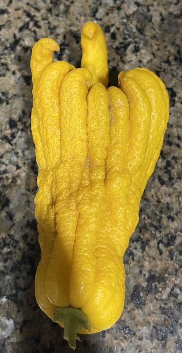 Buddha Citrus Grown In A Large Container 