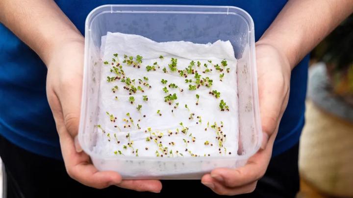 How do you germinate your seeds? 