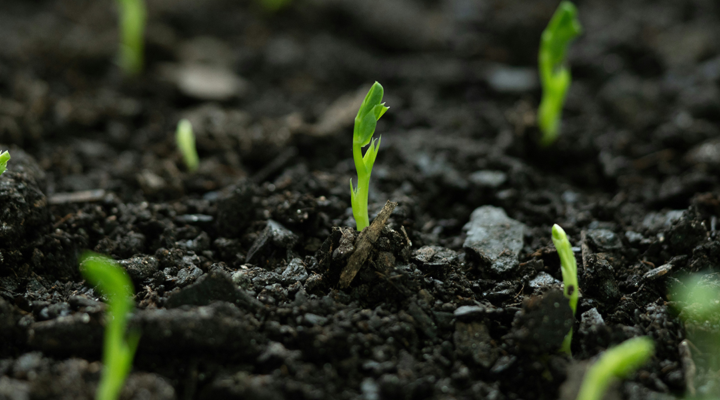 Soil Antibiotics?
