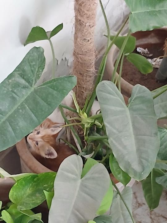 Didn't know there was something great about having small jungle...
