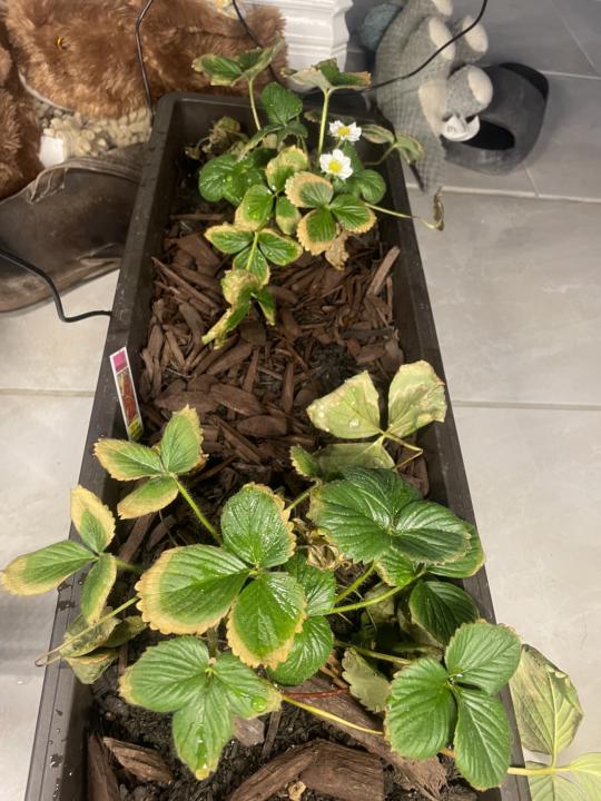 Any thoughts on what’s wrong with my strawberry plants? I just planted them, they were outside until the wind was banging them up too much. 