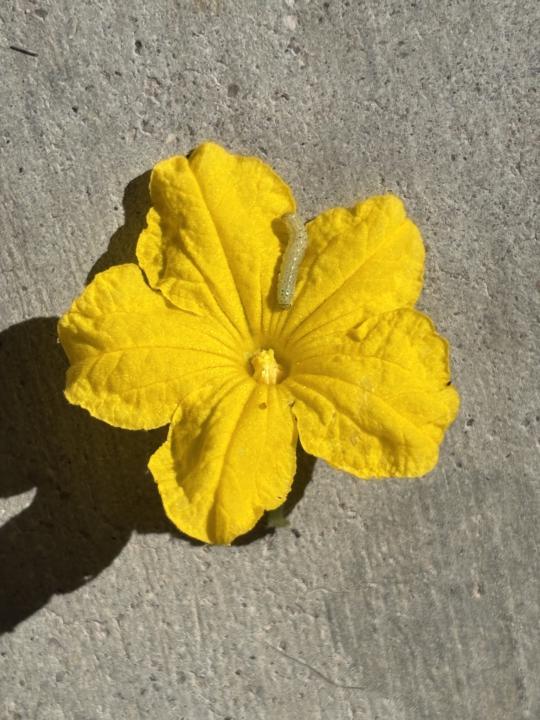 Growing confidence in the garden
