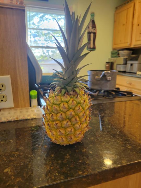 Pineapple plant