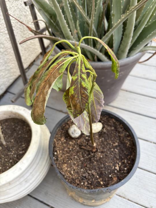 RIP my little avocado