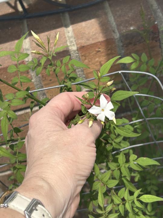 Jasmine!