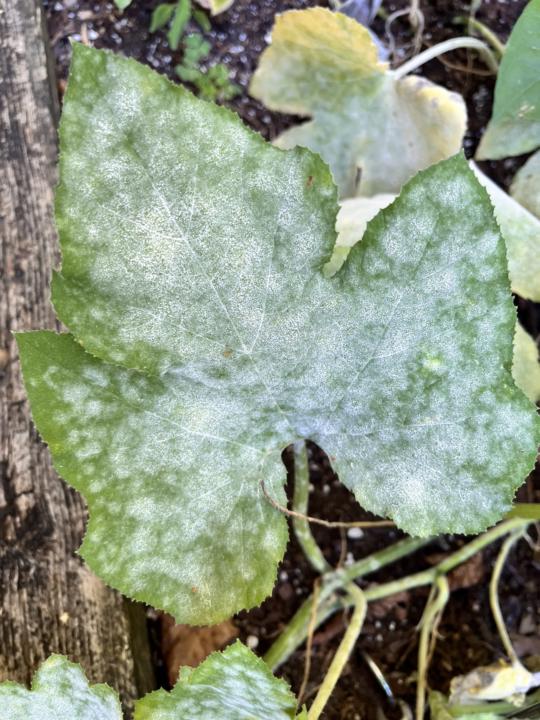 Growing pumpkins 