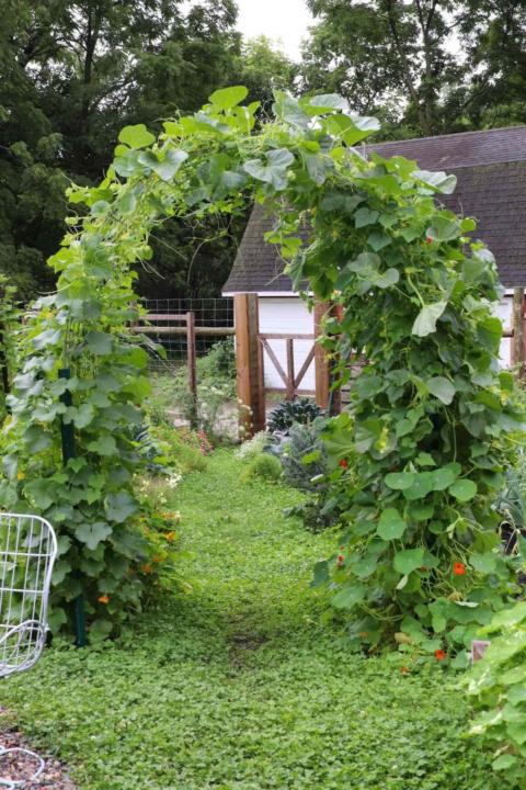 Trellis ideas