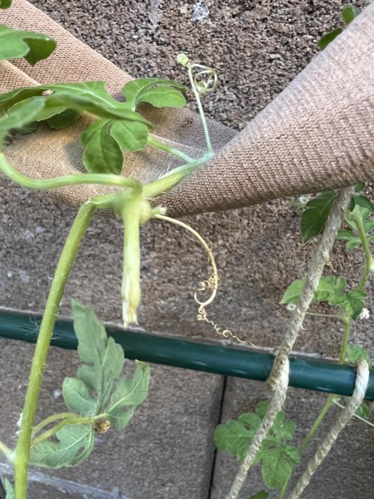 My Poor Watermelon