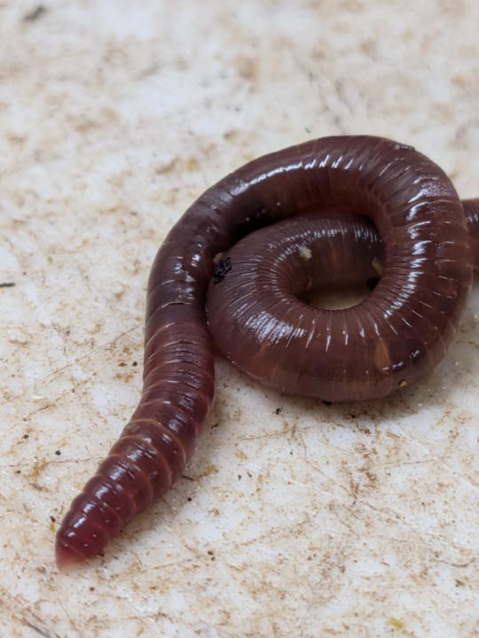 🚨 Nerd alert - Worms are magical 🧙‍♂️