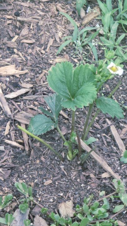 STRAWBERRY GROUND COVER