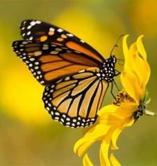 Lizeth De los santos