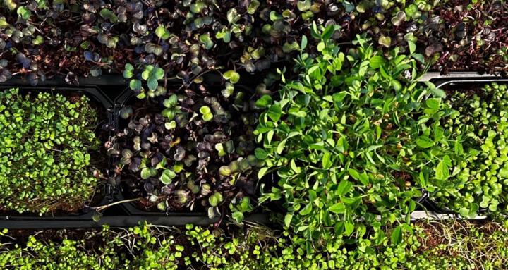 Grow / eat / plate microgreens
