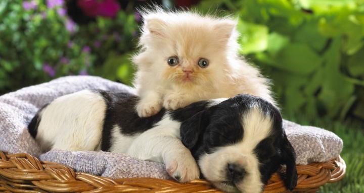 Mascotas Adorables