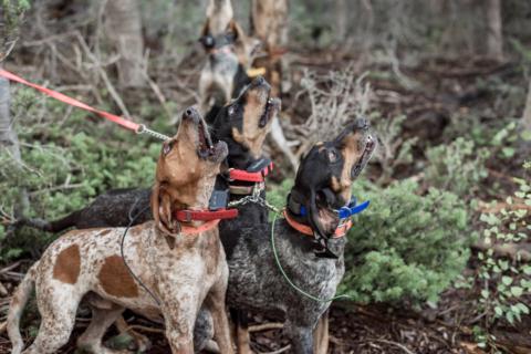 Hound Hunters Honey Hole gallery image