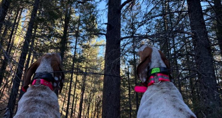 Hound Hunters Honey Hole