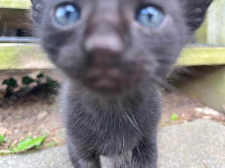 Alexis Pantoja Tinoco