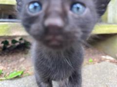 Alexis Pantoja Tinoco