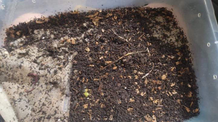 Harvesting Castings?