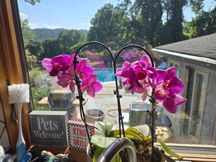 Mommy's Orchid