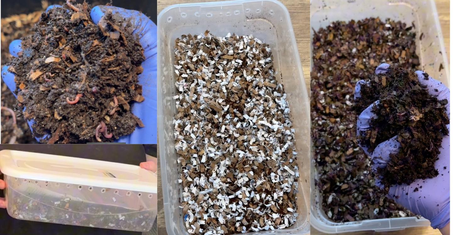 Start Your First Shoebox Worm Bin