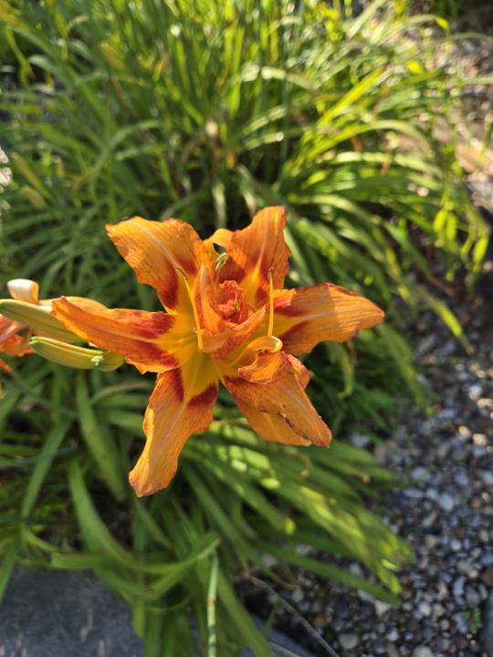 My mommas beautiful flowers. 