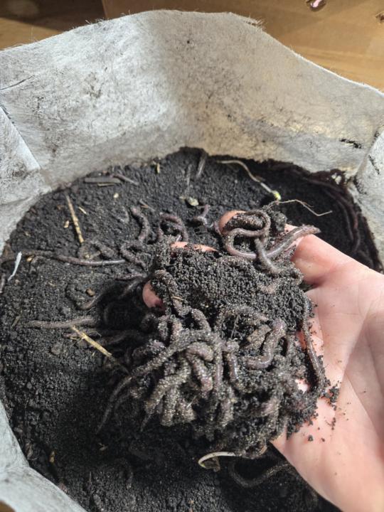 Road tripping worms!!
