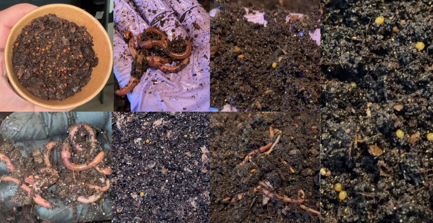 Breeding Worms & Cocoons