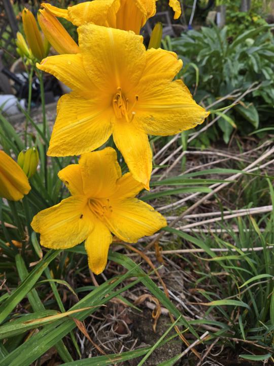 Mommy's flowers