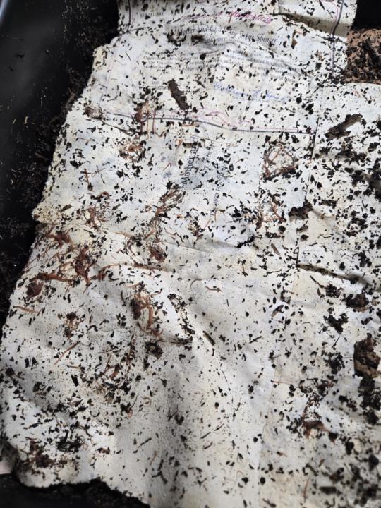 Breeder bin reset. I was wrong!!!