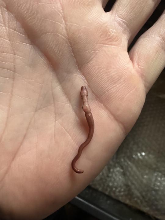 What’s happening with this worm?
