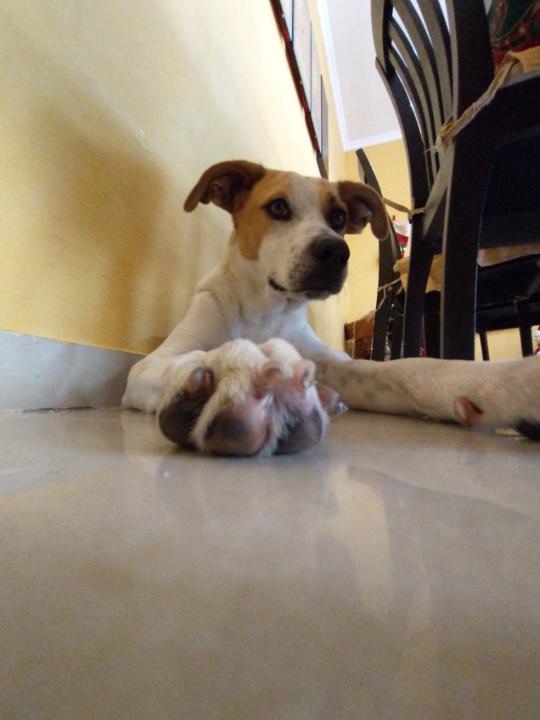 Moreno Juan