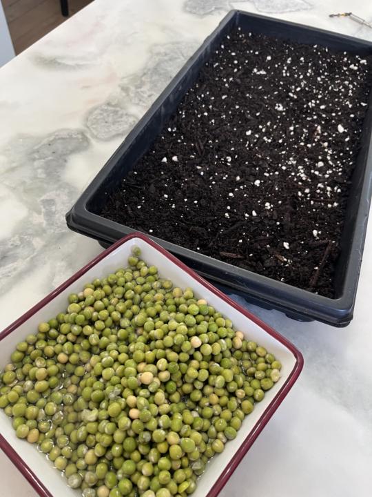 🌱 Thinking About Growing at Home? Start Simple!